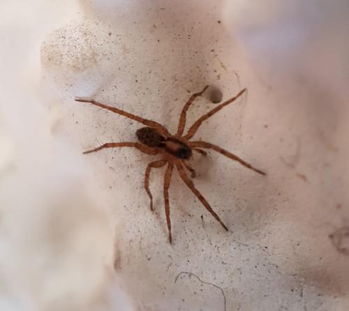 Pardosa sp.